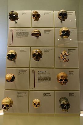 Archivo:Skulls of our Ancestors 1