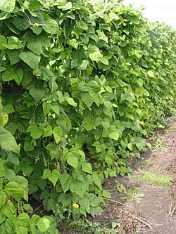 Archivo:Snijboonplanten Phaseolus vulgaris