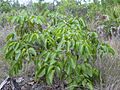 Starr 031108-2123 Metopium toxiferum
