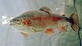Steelhead2