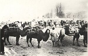 Archivo:Tibet ~ Camel Caravan (3747098653) (cropped)
