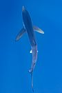 Tiburón azul (Prionace glauca), canal Fayal-Pico, islas Azores, Portugal, 2020-07-27, DD 23