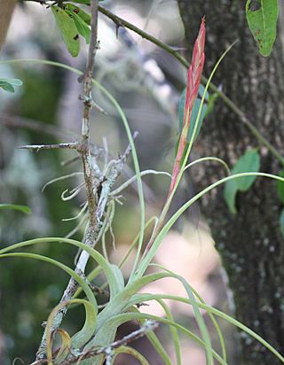 Tillandsia balbisiana 20090722.jpg