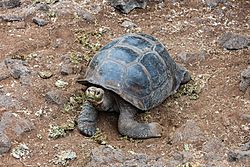 Tortuga gigante de San Cristóbal (Chelonoidis chathamensis), isla Santa Cruz, islas Galápagos, Ecuador, 2015-07-26, DD 13.JPG