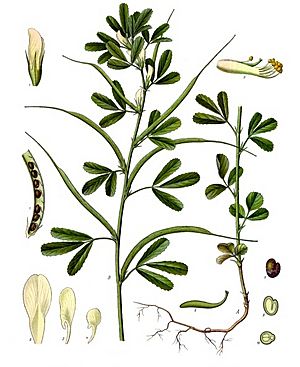 Archivo:Trigonella foenum-graecum - Köhler–s Medizinal-Pflanzen-273