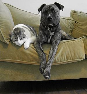 El gato y el perro, las mascotas o animales de compañía más populares del mundo.