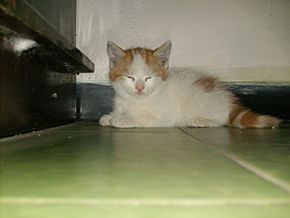 Archivo:Turkish Angora cat 1 month old