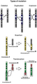 Types-of-mutation