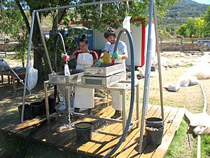 Archivo:Washing-sieving, samples from Calvero de la Higuera, Pinilla del Valle, Madrid, Spain 01