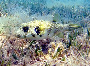 Archivo:White-spotted puffer