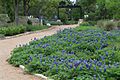 Wildflower Center bluebonnet trail