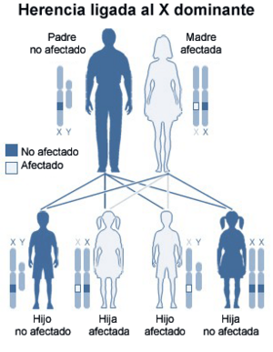 Archivo:X-dominante