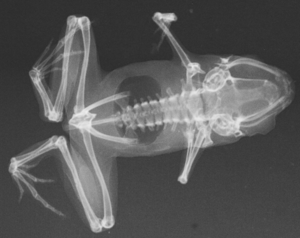 Archivo:X-ray of paratype of Paedophryne amauensis (LSUMZ 95002)