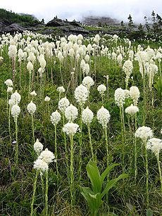 Archivo:Xerophyllum tenax - Glacier National Park
