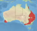 Yellow-footed Antechinus Done2