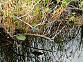 2001.12.19 05 Green Heron Everglades