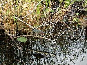 Archivo:2001.12.19 05 Green Heron Everglades