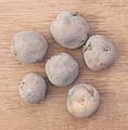 Aardappel Doré poters (Solanum tuberosum seed potatoes)