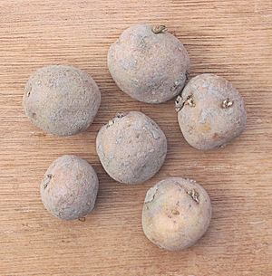 Archivo:Aardappel Doré poters (Solanum tuberosum seed potatoes)