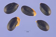 Archivo:Acacia dealbata seeds
