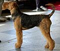 Airedale terrier 744