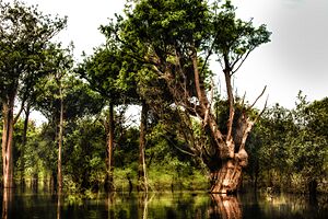 Archivo:Anavilhanas - Amazônia - Brasil
