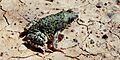 Anaxyrus debilis, Green Toad, Tamaulipas