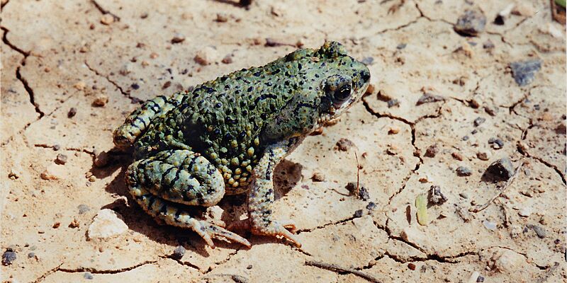 Anaxyrus debilis, Green Toad, Tamaulipas