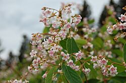 Apocyne à feuilles d'androsème.jpg