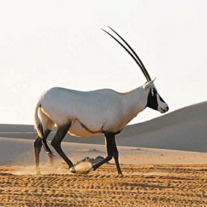 Archivo:Arabian oryx, Abu Dhabi, WesternRegion