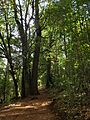 Arboretum Isla Teja 20190921