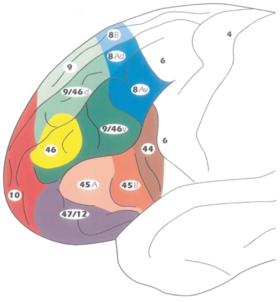 Archivo:Architectonic map of the human prefrontal cortex