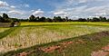 Arrozal, Angkor, Camboya, 2013-08-16, DD 02