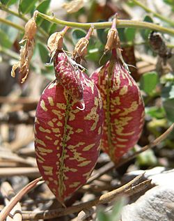 Astragalus oophorus var clokeyanus 4.jpg