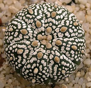 Archivo:Astrophytum asterias superkabuto
