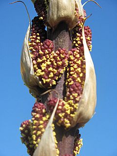 Archivo:Ausschnitt aus dem Blütenstand von Dasylirion serratifolium