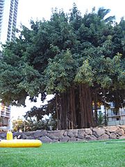 Archivo:Banyan tree, Waikiki Beach, Oahu, Hawaii, USA3