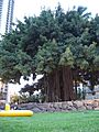 Banyan tree, Waikiki Beach, Oahu, Hawaii, USA3