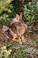Black-tailed Jackrabbit