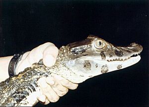 Archivo:Blackcaiman