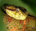 Bothriechis schlegelii (3)