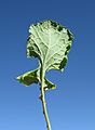 Brassica napus leaf basal4 (14371621315)
