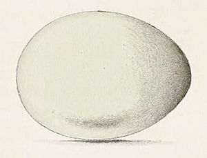 Archivo:Butorides virescens egg 1859
