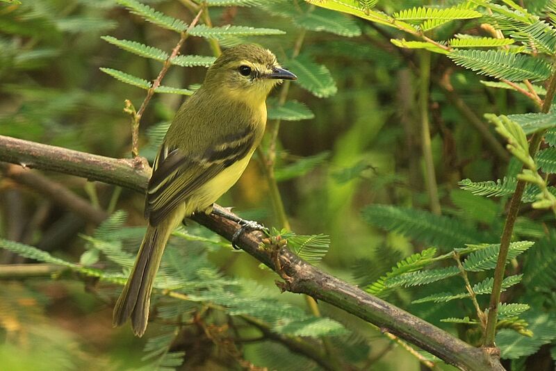 Capsiempis flaveola -Costa Rica-8 (1)
