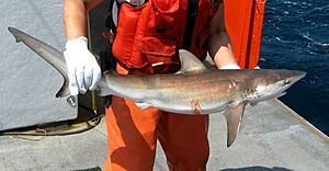 Archivo:Carcharhinus obscurus noaa