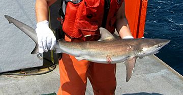Archivo:Carcharhinus obscurus noaa