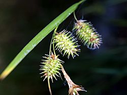 Carex hystericina NPS-1.jpg