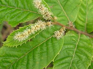 Archivo:Castanea seguinii 03