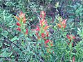 Castilleja tenuiflora