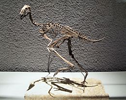Archivo:Caudipteryx zoui - Untere Kreide - Liaoning-China